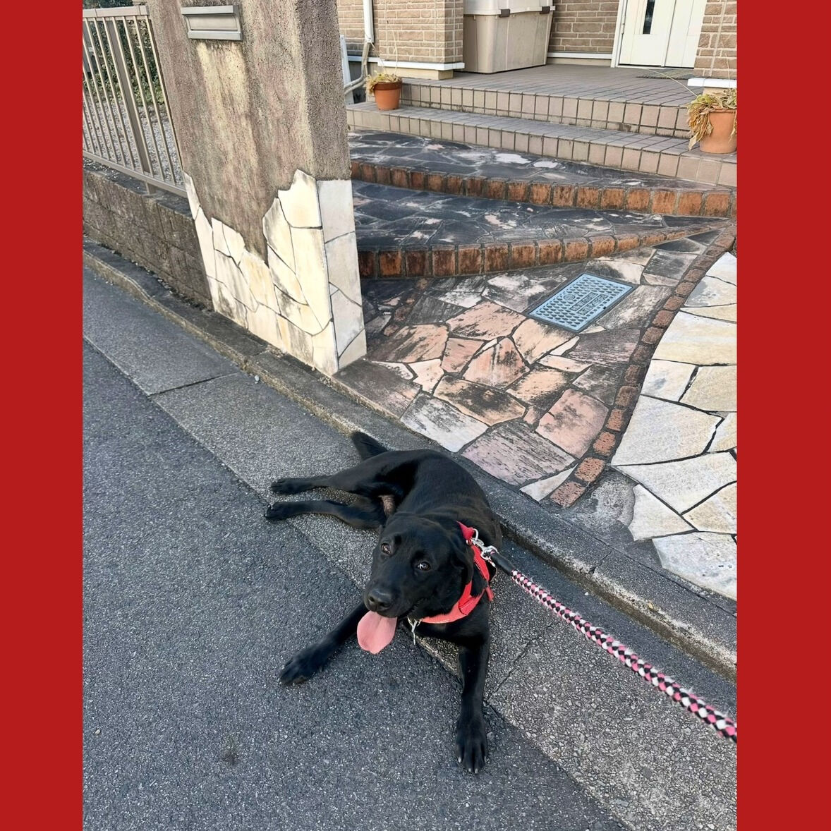 春の訪れと共に、心地よい風が吹く季節がやってきました🌸🐶！暖