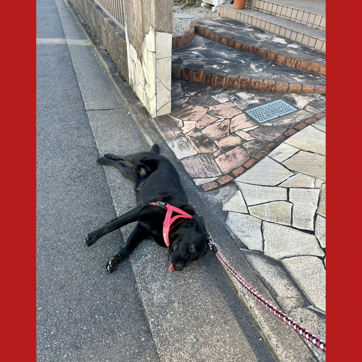 春の訪れと共に、心地よい風が吹く季節がやってきました🌸🐶！暖
