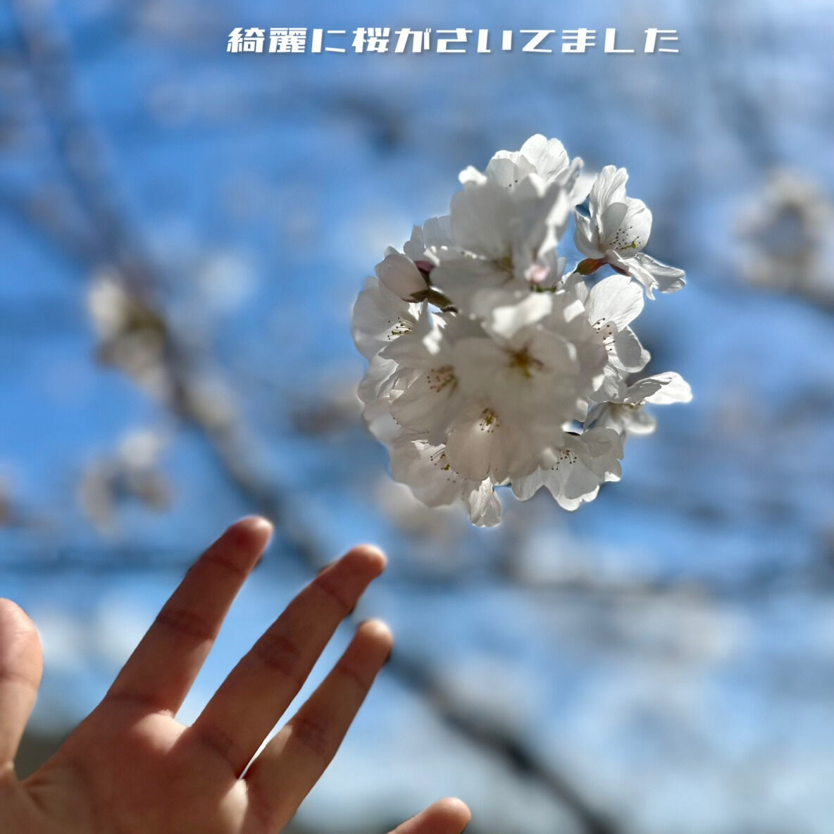 🌸岡崎もお花見の季節がやってきましたね🌸 我が家のラブラドー