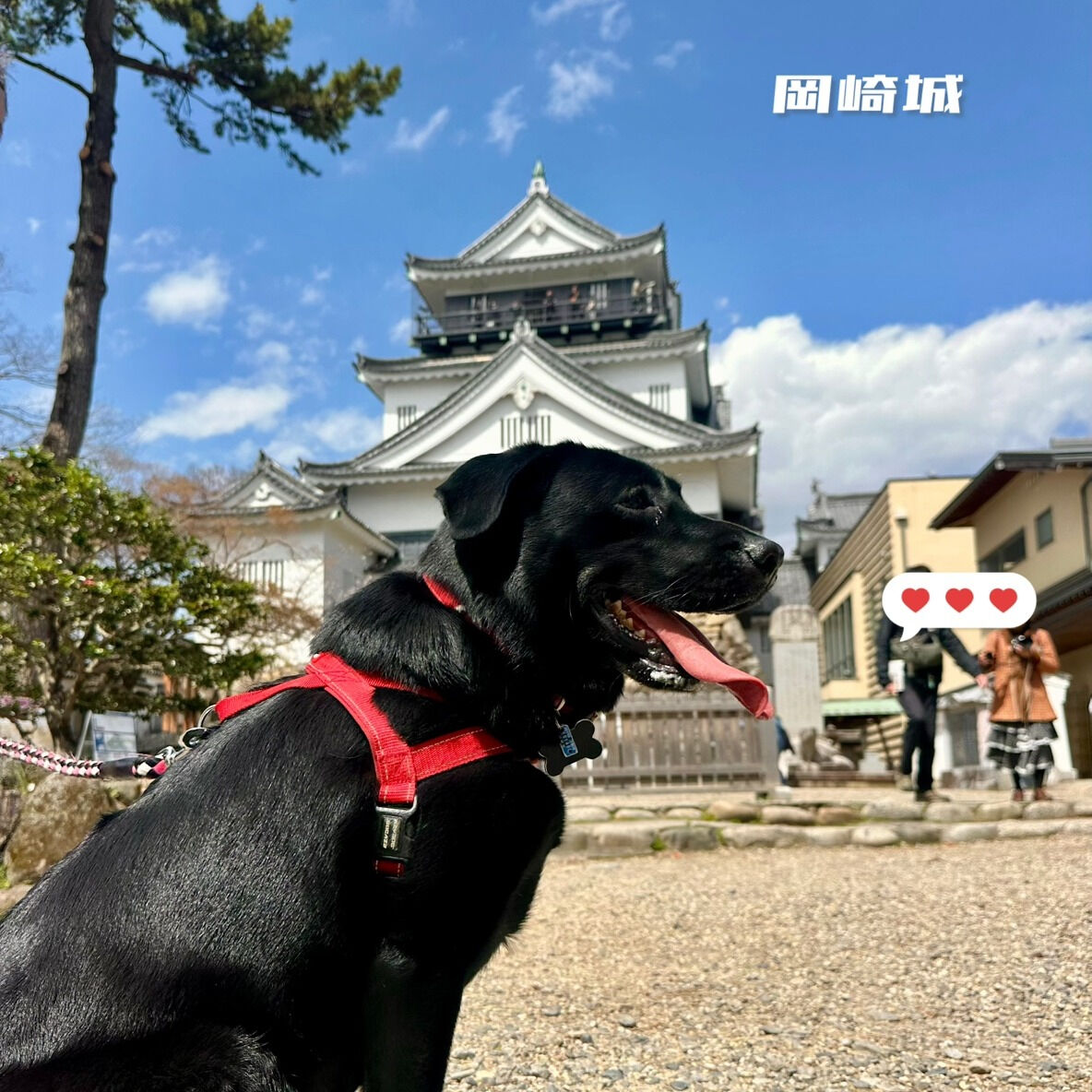 🌸岡崎もお花見の季節がやってきましたね🌸 我が家のラブラドー